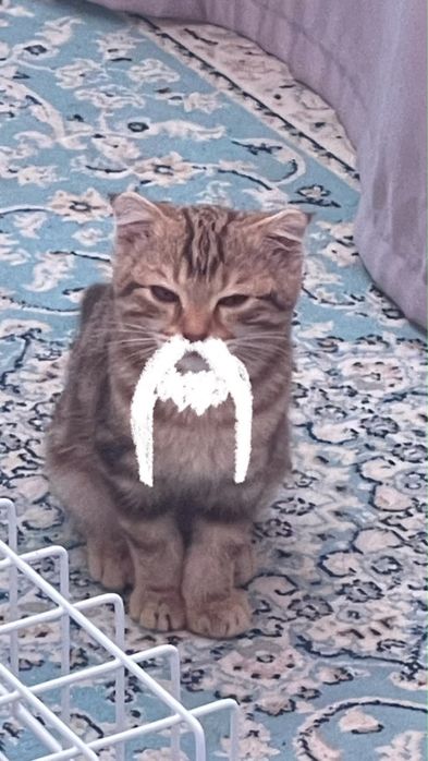 отдам в добрые руки котенка