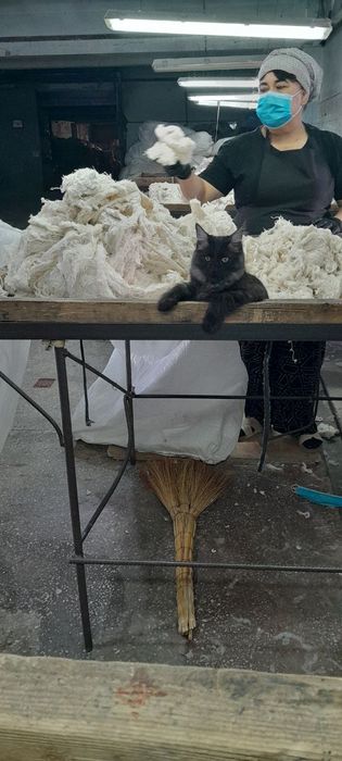 Хадяга мушук бервораман