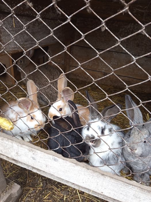 Iepuri de casa  mamă cu pui