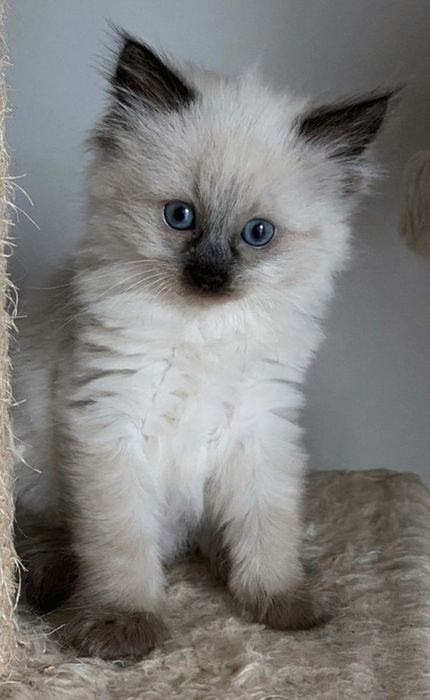Ragdoll băiețel frumos
