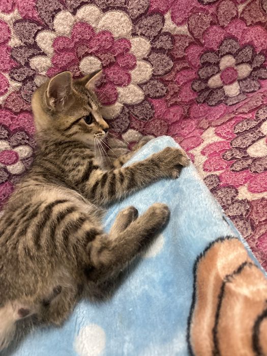 Отдам котенка в хорошие руки!!