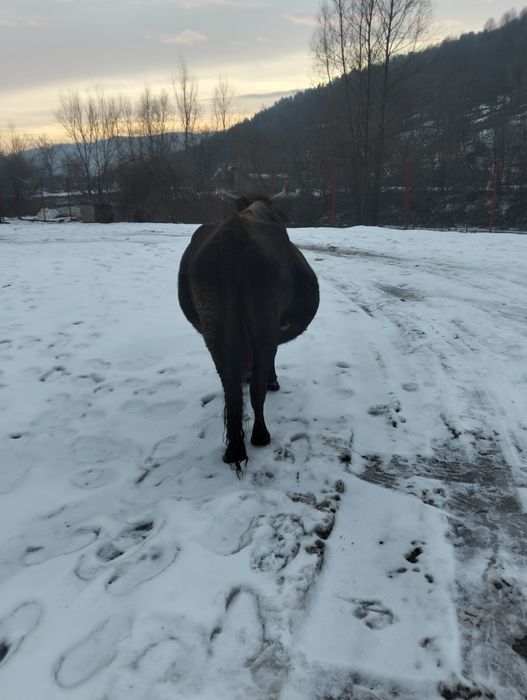 Vând vaca gestanta