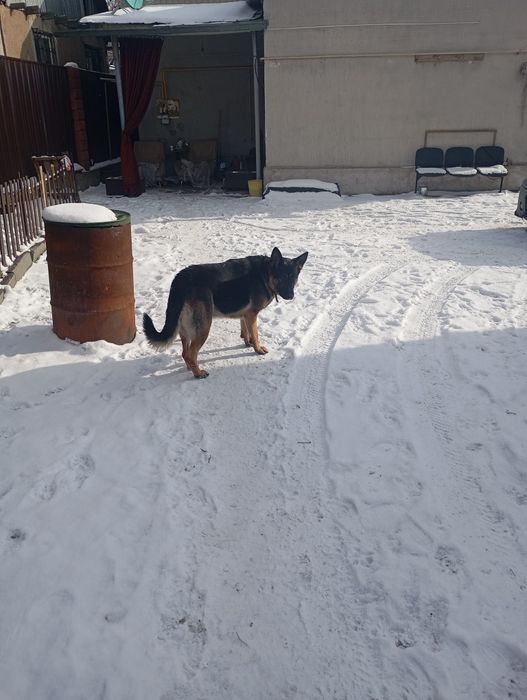 Продаю немецких овчарок