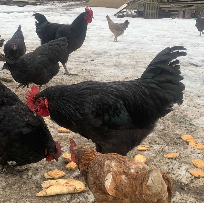 Продам петушков джерсийского гиганта