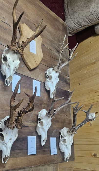 Рога и трофей от  елен и съръндак