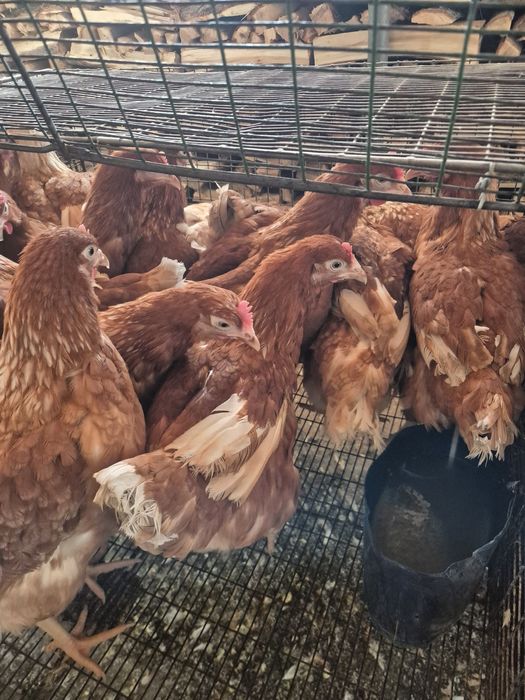 Ломан браун несушки молодые