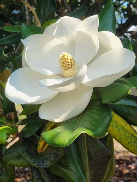 Magnolia Grandiflora Goliat la ghiveci anul 4