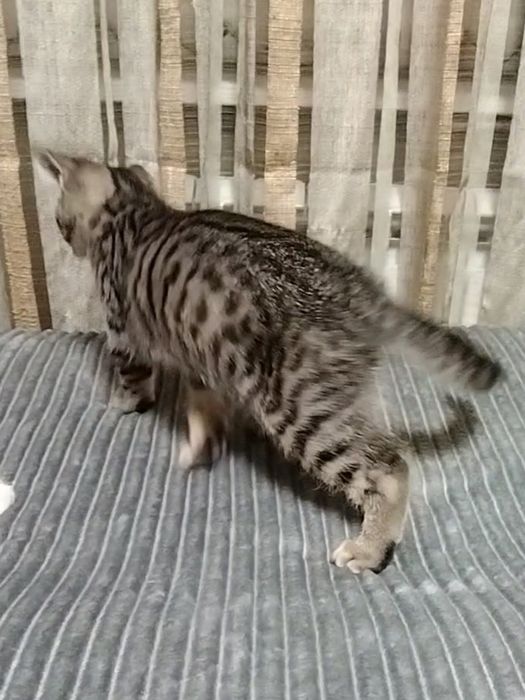 Скоттиш страйт. С документами.