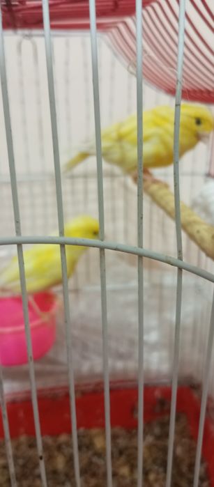 Продаю канарейки