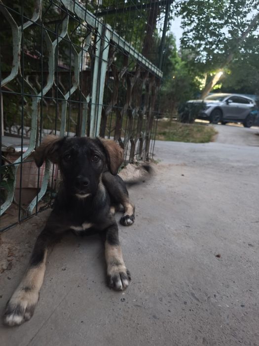Пристраивается щенок