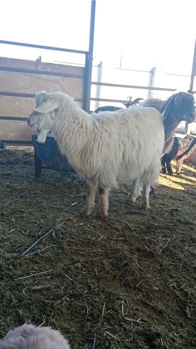 Ешкілер сатылады