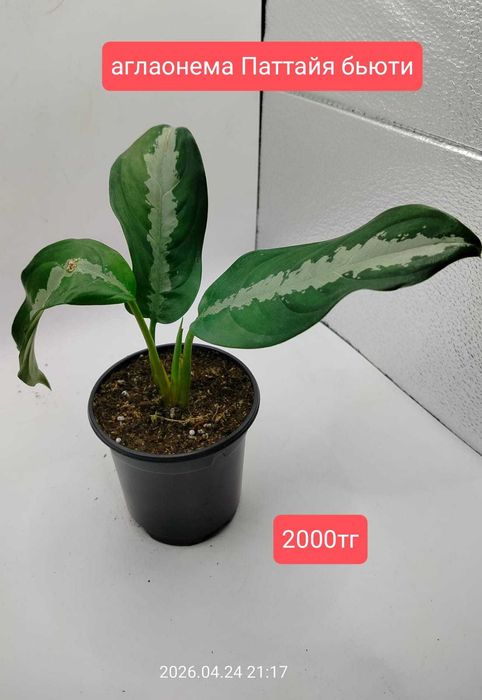 Продам комнатные растения