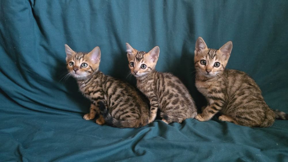 Бенгальские котята