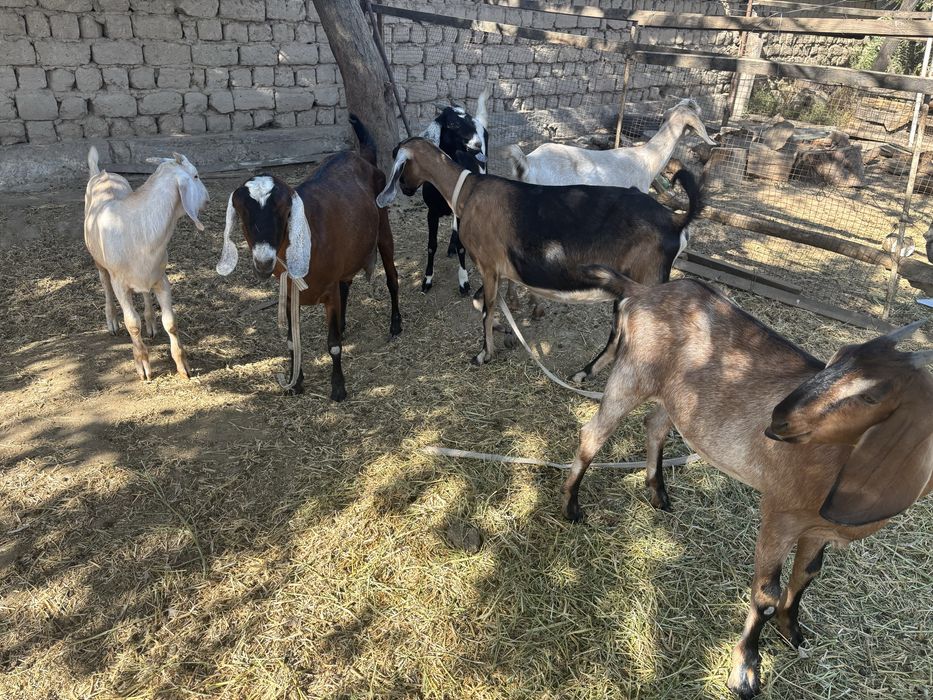 2 теке мен ешкілер сатылады