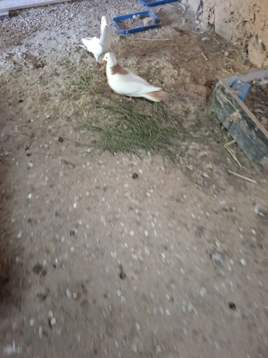 Голобь всакалотни
