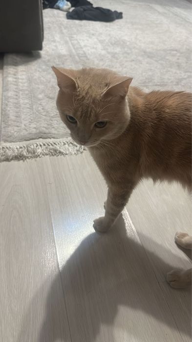 Кот  породистый мальчик