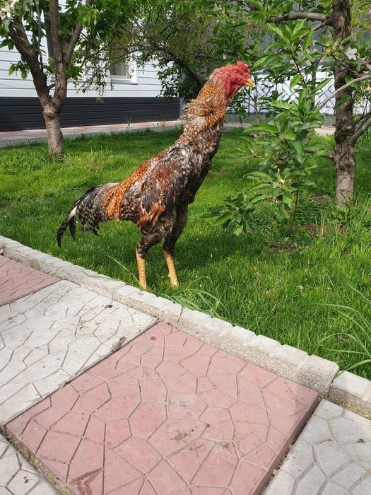 Петух дакан бойцовый