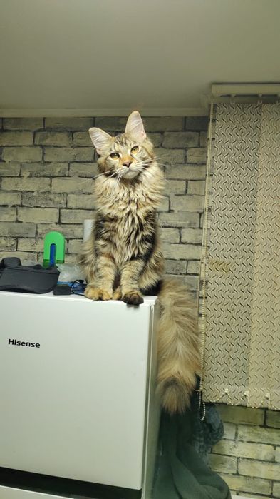 Продаются Котята Мейн куны