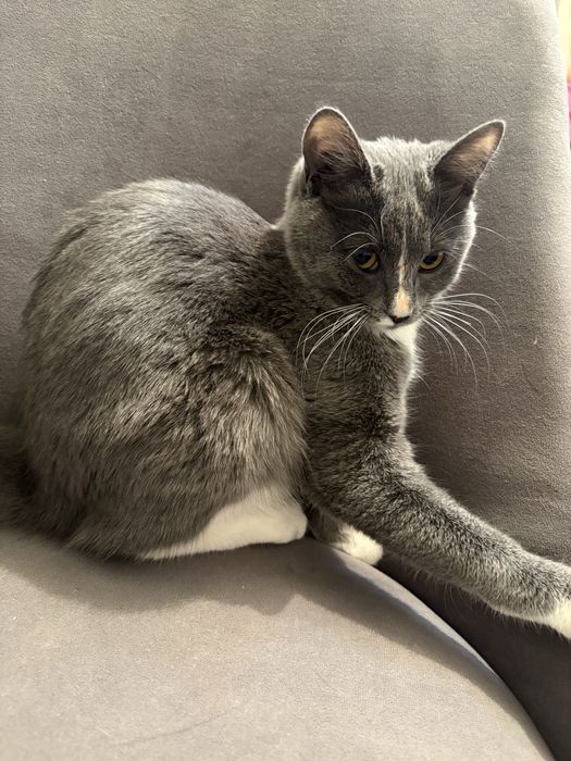 отдаем в хорошие руки,кошка