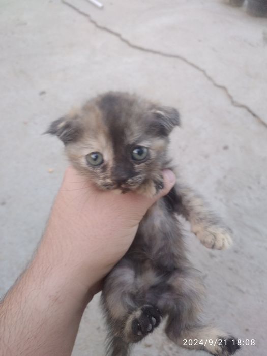 Zotli mushuk, ov qiladi ikkalasi alohida sotiladi