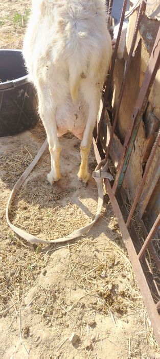 Ешкы сатылады 500мын бары