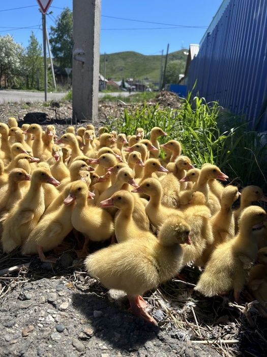 Продам цыплят, утят, гусят