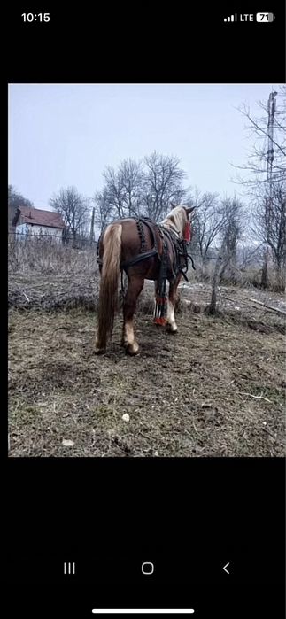 Vând minza de 3ani  in vatata la ham