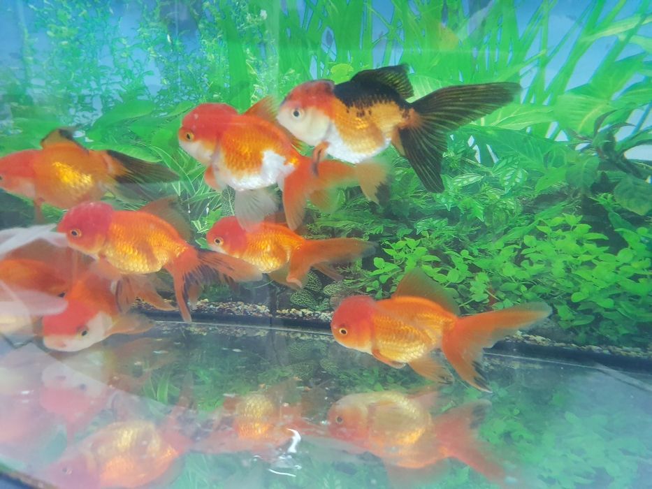 Carasi Oranda diverse culori