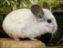 Chinchila,chinchilla,sinsila gri