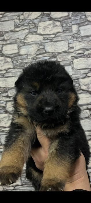 Щенки немецкой овчарки