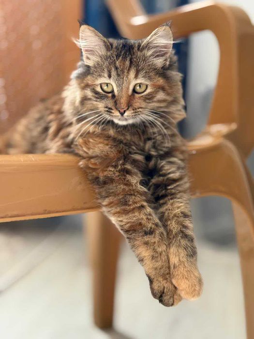 Кошка ищет семью!