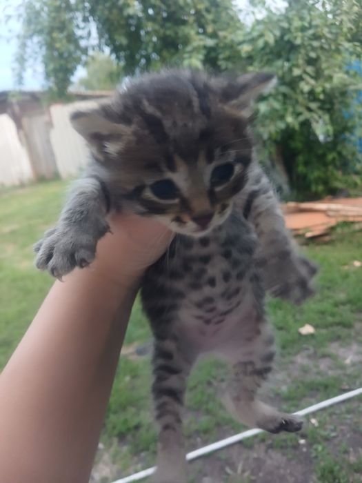 Пожалуйста возьмите котят