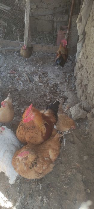 Продаются несушки