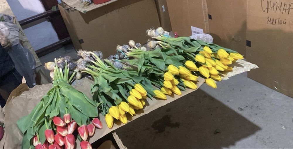 Крупные голландские тюльпаны