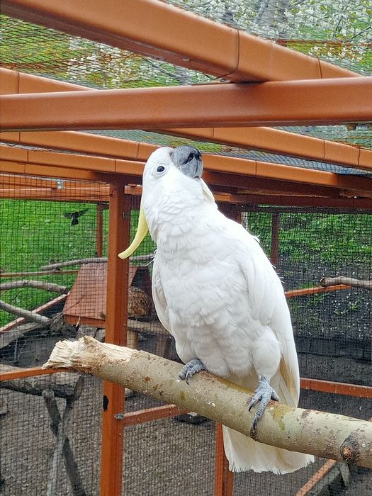 Продам попугая желтохохлой какаду