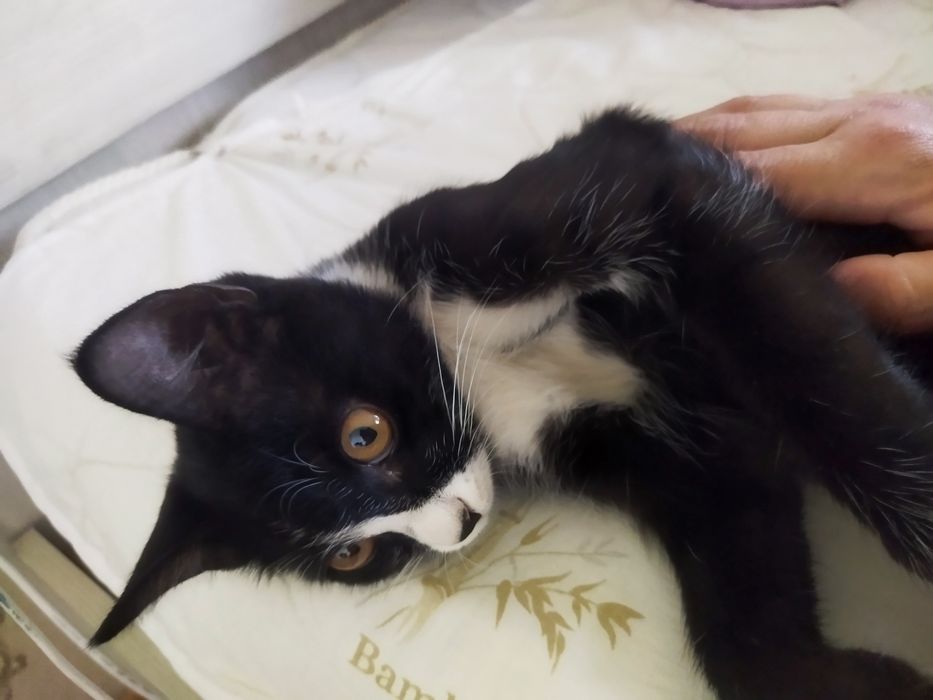 Котенок в добрые руки