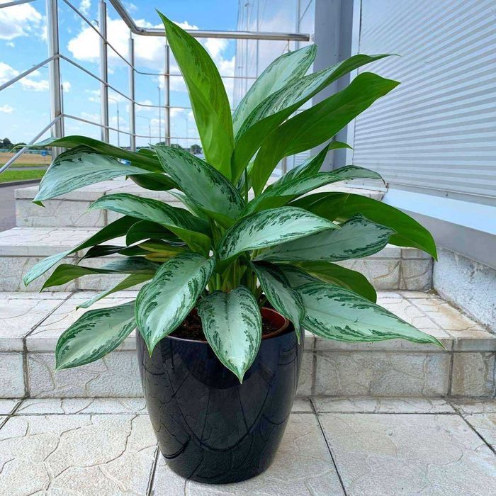 Пышный цветущий цветок Аглаонема для офиса и дома