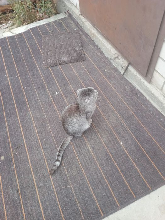 Британские кошка девочка