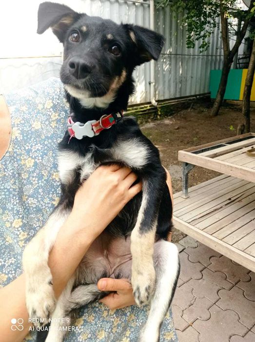 Собака - улыбака ищет дом, чтобы дарить радость!