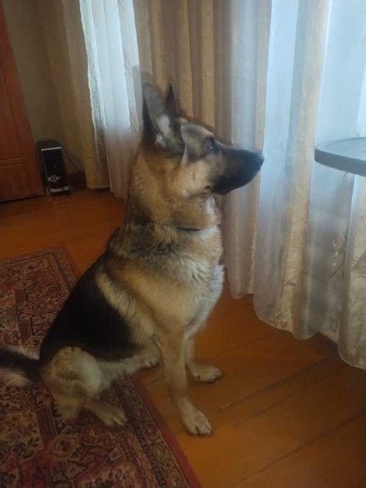 Щенок немецкой овчарки