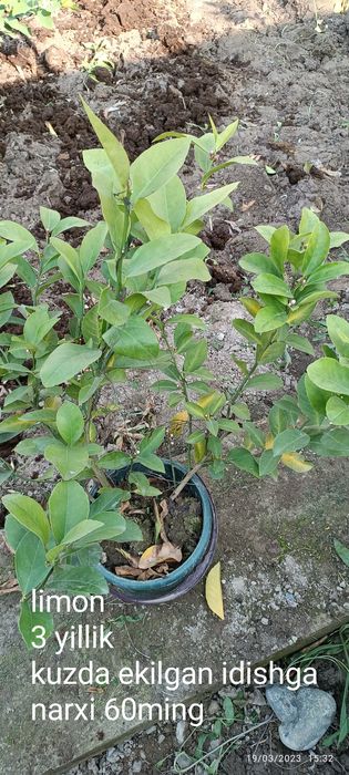 Gullagan limon koʻchatlari