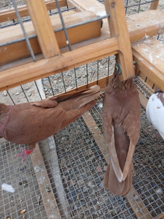 Голубь американцы