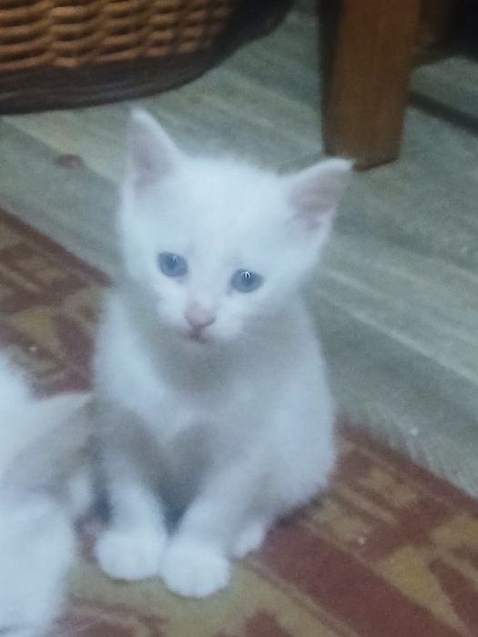 Отдам 3х котят в хорошие руки
