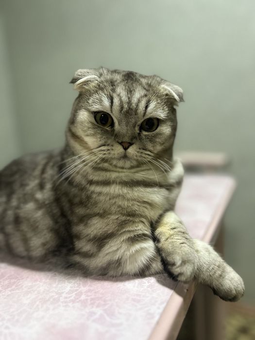 Sotilmaydi) На вязку вислаухи кот звоните нужна невестка