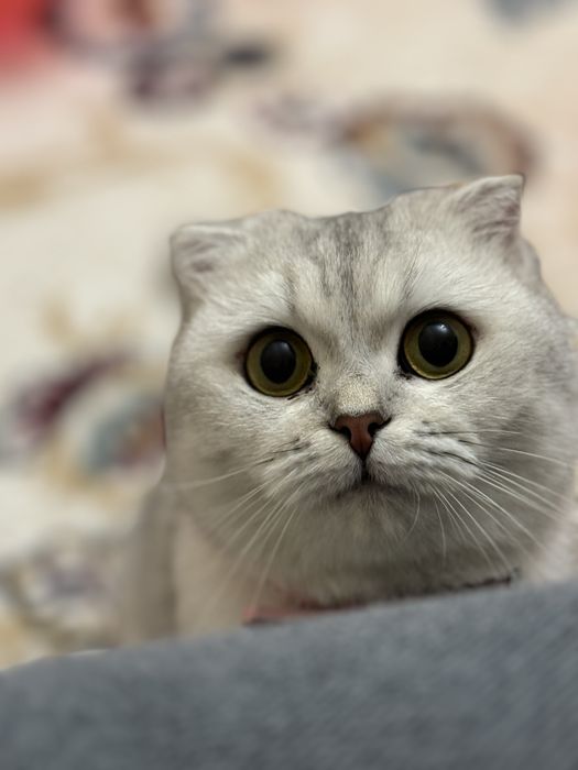 Британские котята шиншиллы