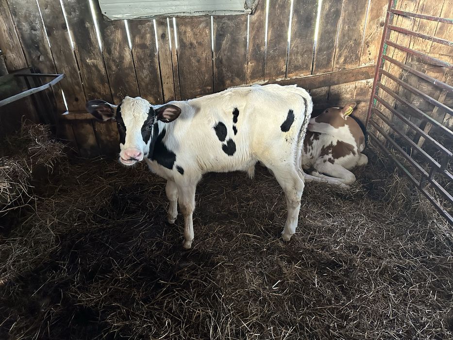Vitel mascul Holstein