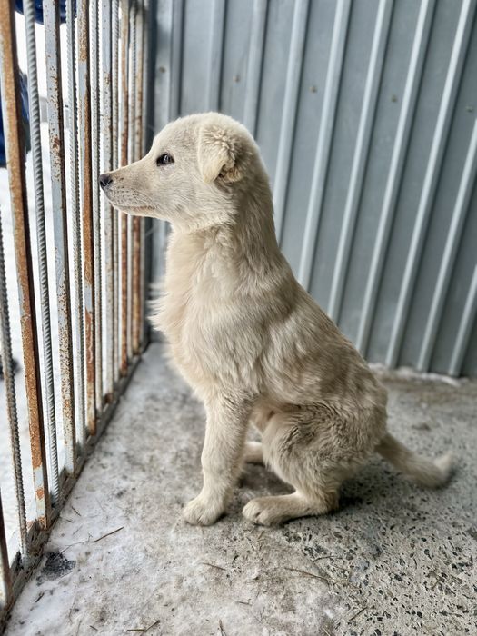 Отдам щенка, мальчик