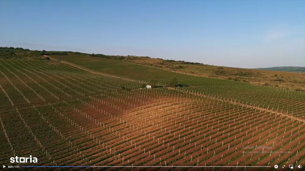 Vie Vanzare Podgoria Dealu-Mare, Boldesti-Scaeni, Prahova - 15,39 ha