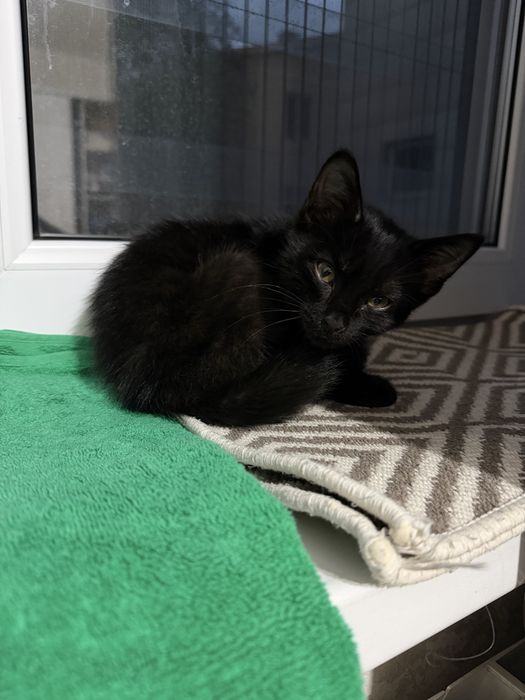 Котенок в добрые руки