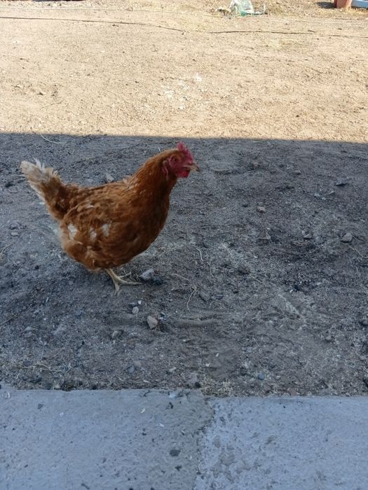 Продам кур Ломан браун